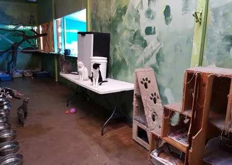 Happy Paws Haven animal care